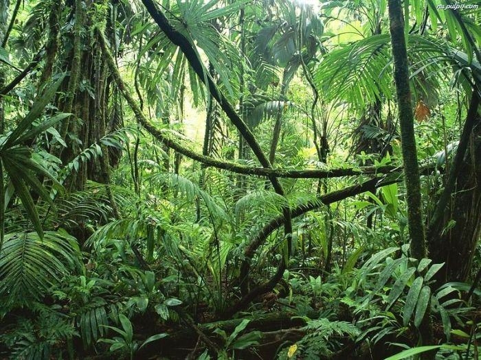 Amazon Ormanlarında Harika Bir Tur 16
