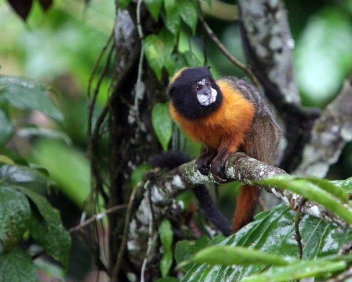 Amazon Ormanlarında Harika Bir Tur 23