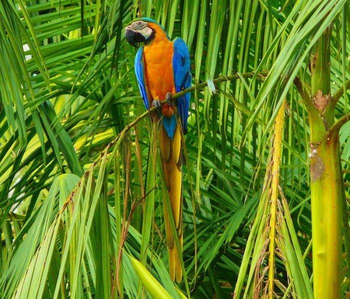 Amazon Ormanlarında Harika Bir Tur 24
