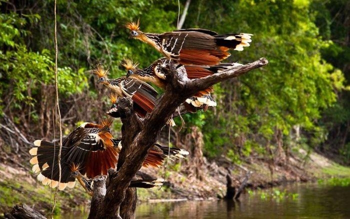 Amazon Ormanlarında Harika Bir Tur 33