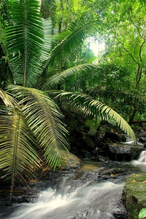 Amazon Ormanlarında Harika Bir Tur 36