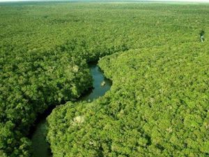 Amazon Ormanlarında Harika Bir Tur