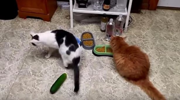 Kediler Salatalıktan Neden Korkar? 10