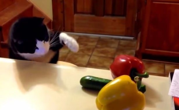 Kediler Salatalıktan Neden Korkar? 2