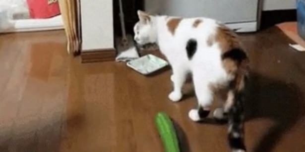 Kediler Salatalıktan Neden Korkar? 4