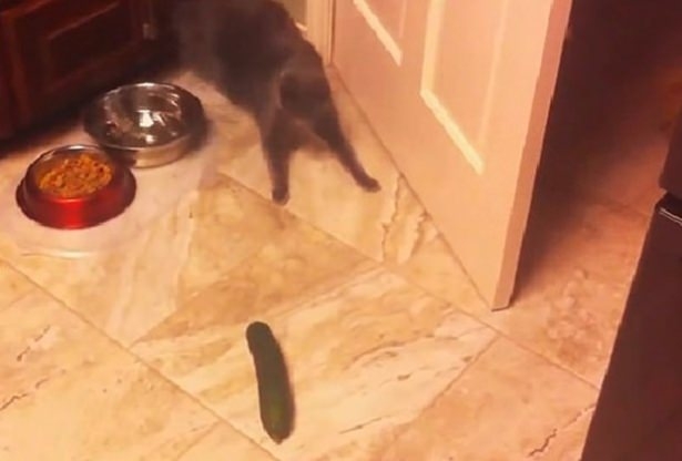 Kediler Salatalıktan Neden Korkar? 8