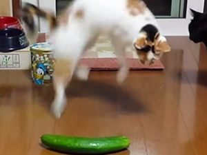Kediler Salatalıktan Neden Korkar?
