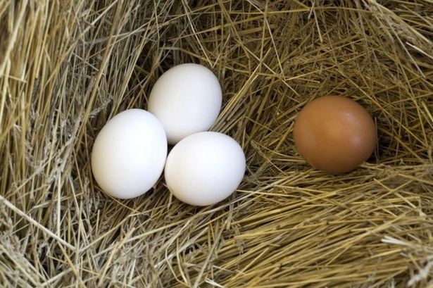 Beyaz ve kahverengi yumurta arasındaki fark! 11