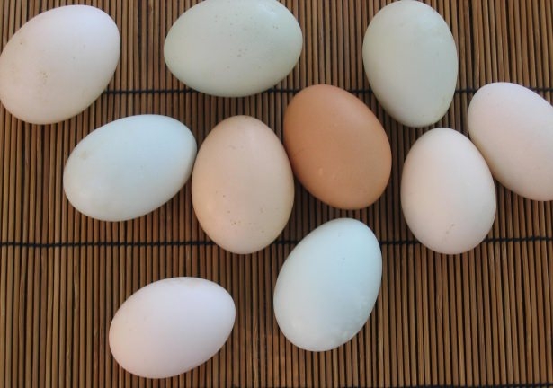 Beyaz ve kahverengi yumurta arasındaki fark! 5