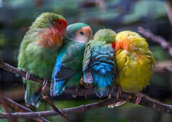 Kuşların Renkli Dostluk Görüntüleri 1