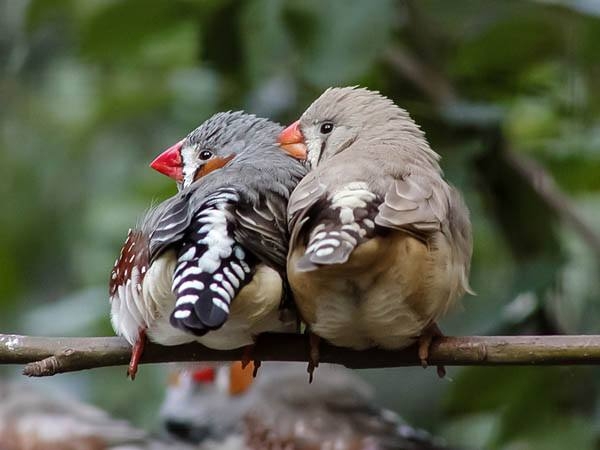 Kuşların Renkli Dostluk Görüntüleri 10