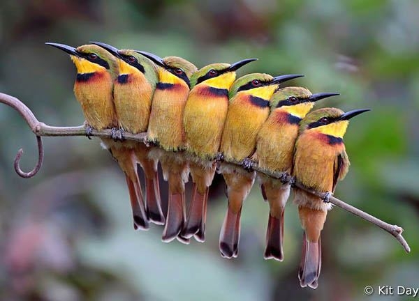 Kuşların Renkli Dostluk Görüntüleri 14