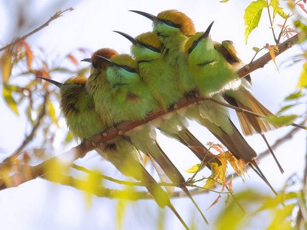 Kuşların Renkli Dostluk Görüntüleri 16