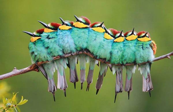 Kuşların Renkli Dostluk Görüntüleri 2