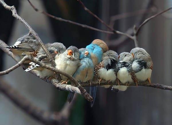 Kuşların Renkli Dostluk Görüntüleri 4