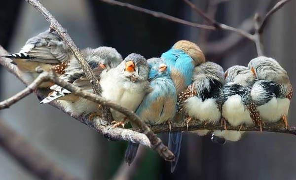 Kuşların Renkli Dostluk Görüntüleri 9