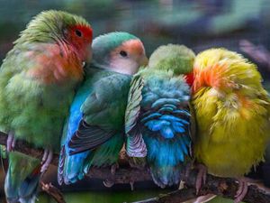 Kuşların Renkli Dostluk Görüntüleri