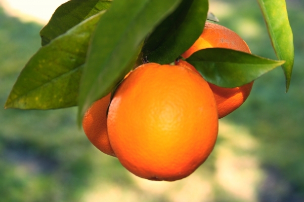 Portakalın Kabuğunu Sakın Atmayın 8