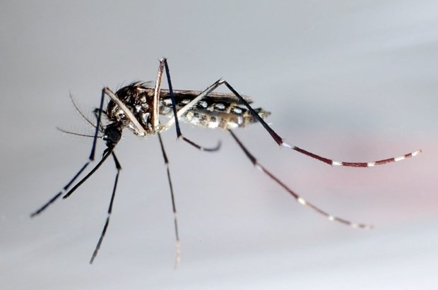 Bu Sivrisineği Yok Etmek İçin 220 Bin Asker Görevde 1