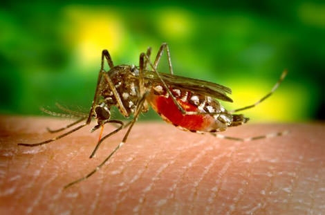 Zika Virüsünden Korunmak Mümkün mü? 13