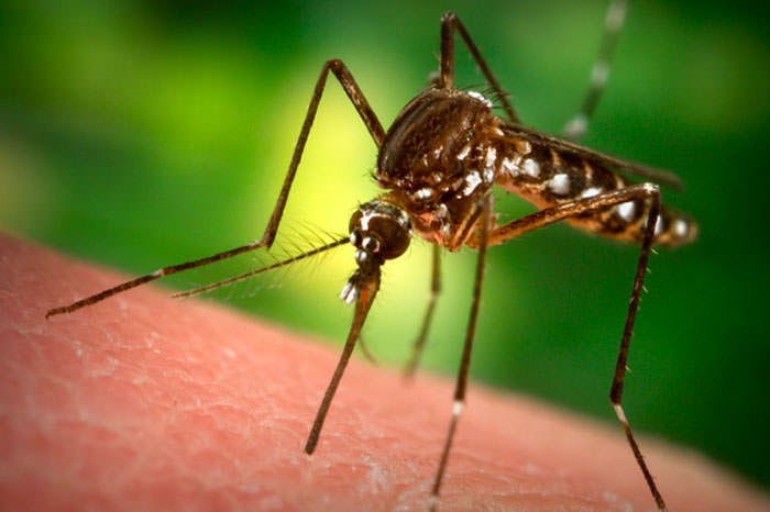 Zika Virüsünden Korunmak Mümkün mü? 2