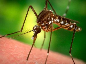 Zika Virüsünden Korunmak Mümkün mü?