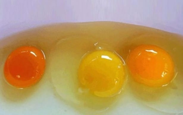 Yumurta hakkında ilginç bilgiler 3