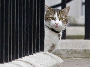 Dışişleri Bakanlığı'nda bir kedi kadroya alındı