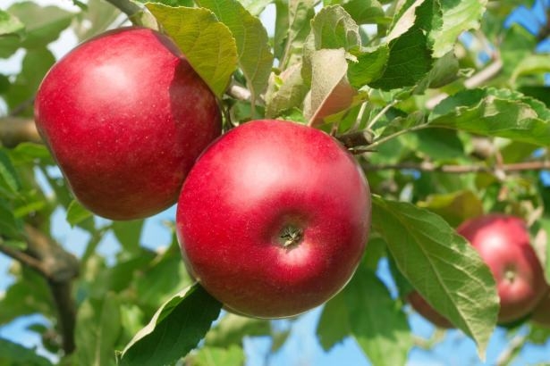 Hangi meyve hangi hastalığa iyi geliyor? 33