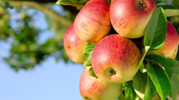 Hangi meyve hangi hastalığa iyi geliyor? 38