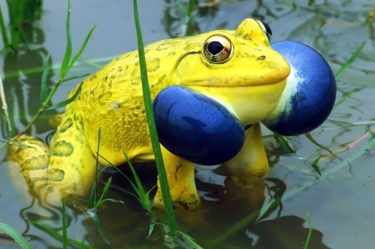 Birbirinden ilginç kurbağa türleri! 20