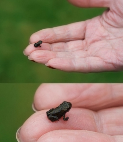 Birbirinden ilginç kurbağa türleri! 3