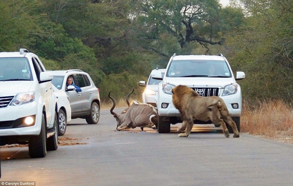 Araçların arasında inanılmaz aslan saldırısı! 1