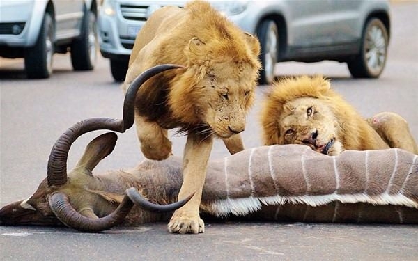 Araçların arasında inanılmaz aslan saldırısı! 10