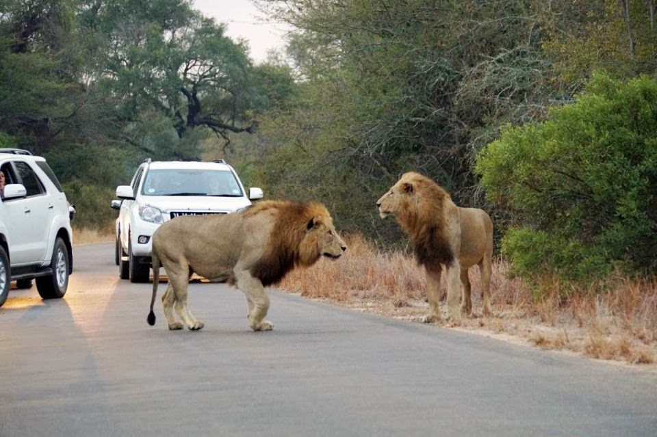 Araçların arasında inanılmaz aslan saldırısı! 11