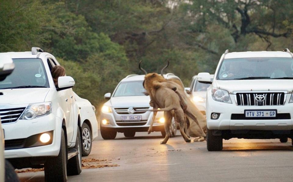 Araçların arasında inanılmaz aslan saldırısı! 2