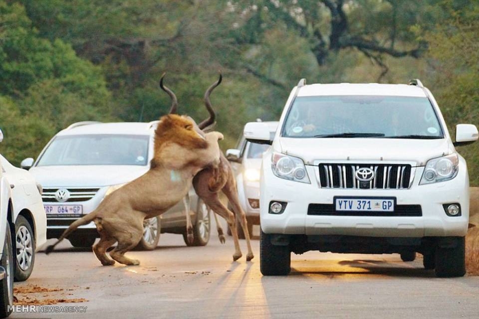 Araçların arasında inanılmaz aslan saldırısı! 3