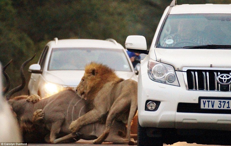 Araçların arasında inanılmaz aslan saldırısı! 4