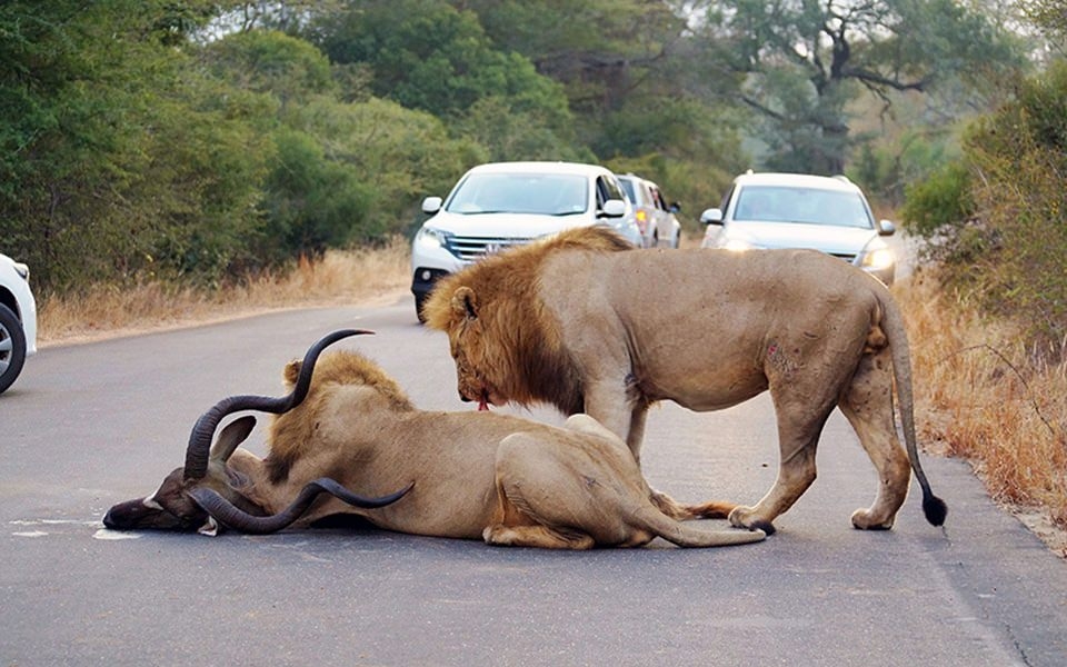 Araçların arasında inanılmaz aslan saldırısı! 7