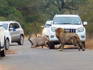 Araçların arasında inanılmaz aslan saldırısı!