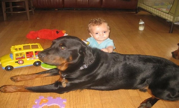Bebek ve köpeklerin gülümseten dostluğu 10