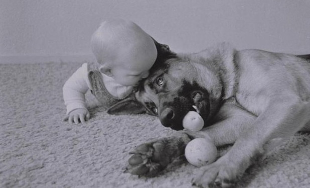 Bebek ve köpeklerin gülümseten dostluğu 11