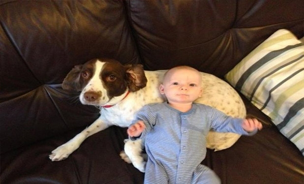 Bebek ve köpeklerin gülümseten dostluğu 12