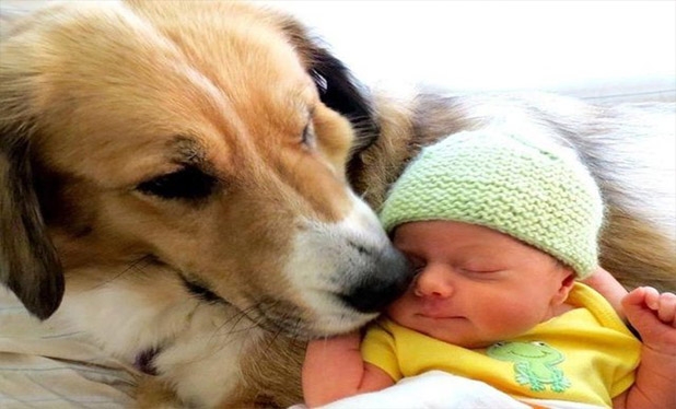 Bebek ve köpeklerin gülümseten dostluğu 2