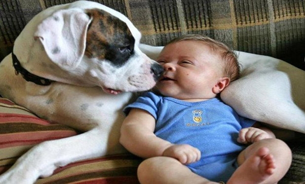 Bebek ve köpeklerin gülümseten dostluğu 22