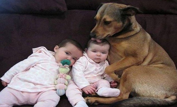 Bebek ve köpeklerin gülümseten dostluğu 25