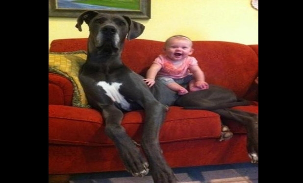 Bebek ve köpeklerin gülümseten dostluğu 30