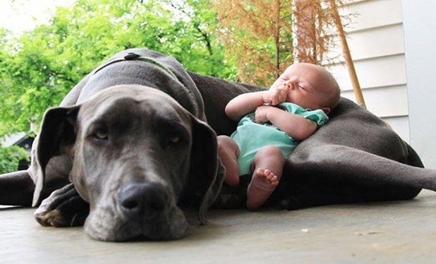 Bebek ve köpeklerin gülümseten dostluğu 4