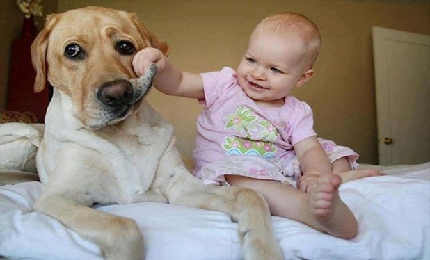Bebek ve köpeklerin gülümseten dostluğu 5