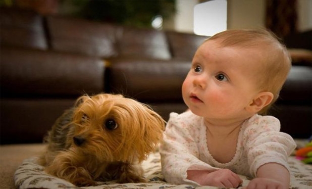 Bebek ve köpeklerin gülümseten dostluğu 6